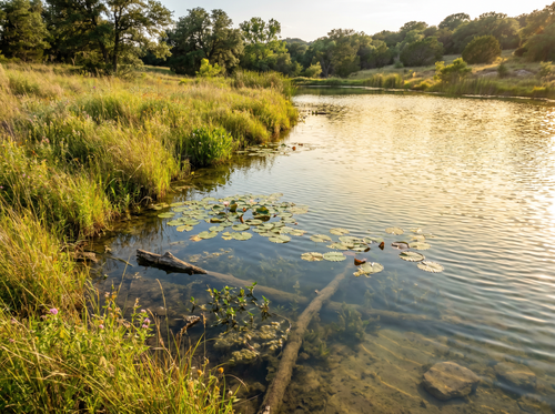 1 Acre Bream Pond Package - Fingerling Size