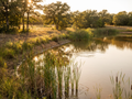 1 Acre Hybrid Bream Power Pond Package