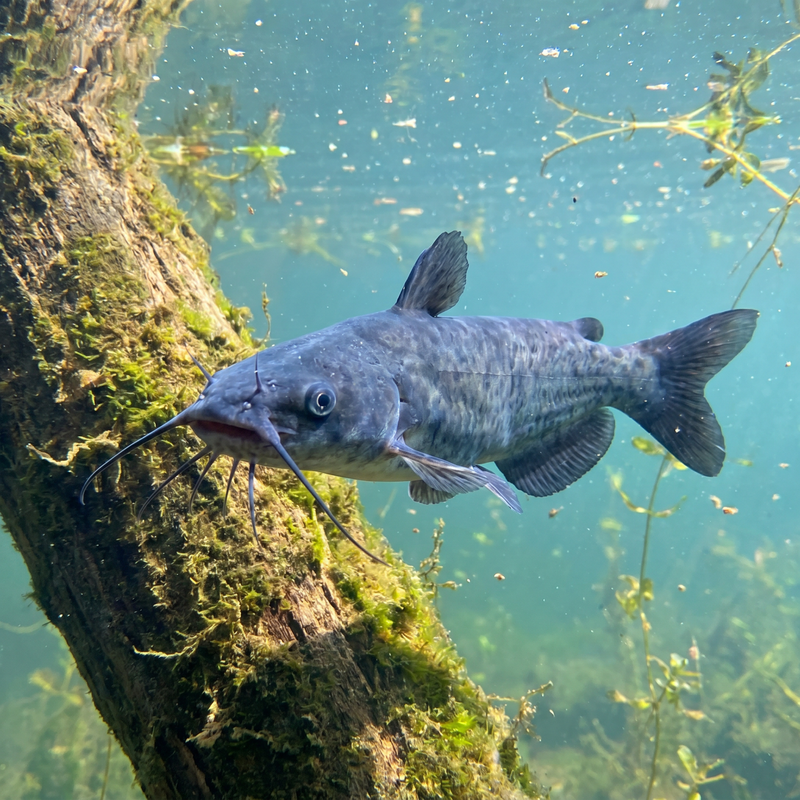 Catfish