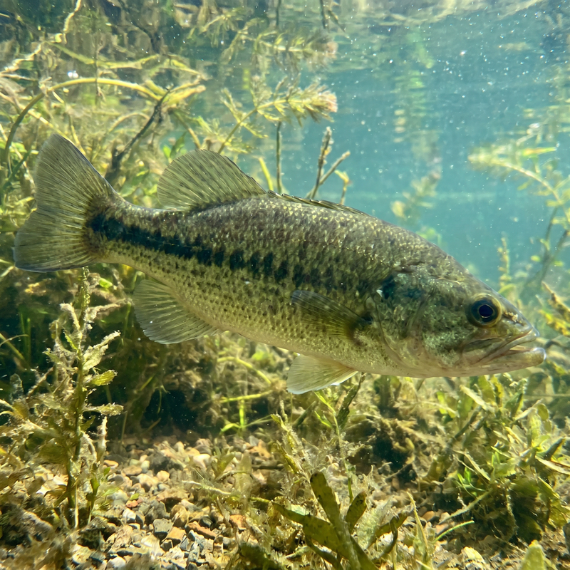 Bass